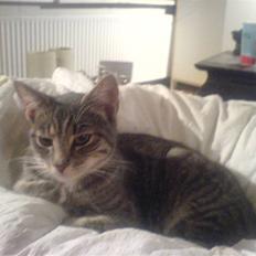 Blanding af racer Lille Mis