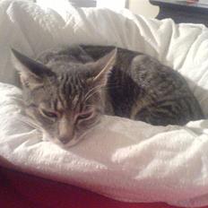 Blanding af racer Lille Mis