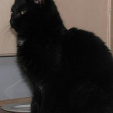 Blanding af racer Lille Skid