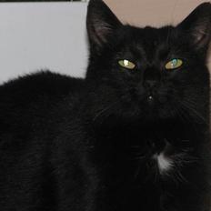 Blanding af racer Lille Skid