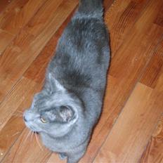 Huskat Leopold<3 aflivet;(