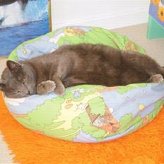 Huskat Leopold<3 aflivet;(