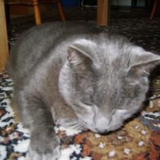 Huskat Leopold<3 aflivet;(