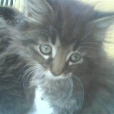 Blanding af racer Josefine