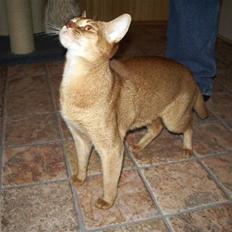 Abyssinier Alisia