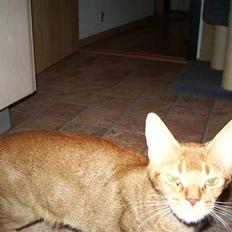 Abyssinier Alisia