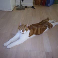 Blanding af racer Cosmo (DØD)