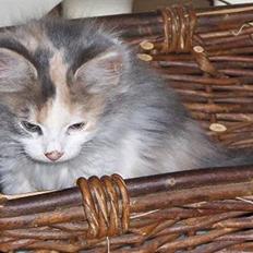 Blanding af racer Lille My