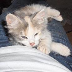 Blanding af racer Lille My