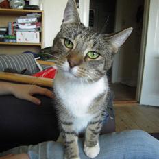 Blanding af racer Simba