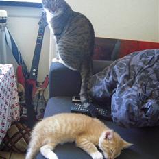 Blanding af racer Simba