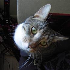 Blanding af racer Simba