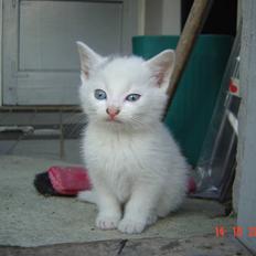 Huskat Buster forsvundet 