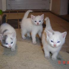 Huskat Buster forsvundet 