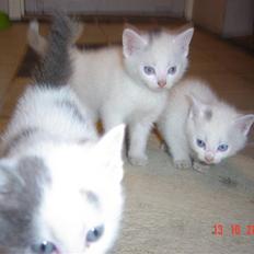 Huskat Buster forsvundet 