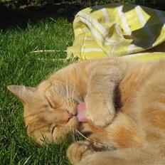 Blanding af racer Misser