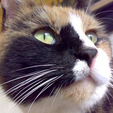 Blanding af racer Milan