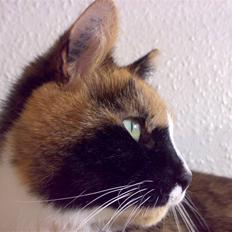 Blanding af racer Milan