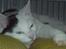 Huskat bulder