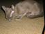 Burmeser Carenso's Balder/Whisky - Mmmmm her dufter af dejlig Catnip