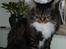 Maine Coon Duchess
