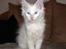 Maine Coon Biscat's Opal - 12 uger gammel
