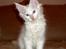 Maine Coon Biscat's Opal - Her er hun 11 uger