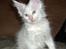 Maine Coon Biscat's Opal - 10 uger 