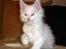 Maine Coon Biscat's Opal - 9 uger 