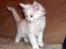 Maine Coon Biscat's Opal - 8 uger
