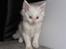 Maine Coon Biscat's Opal - 5 uger gammel 