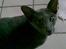 Orientaler Rocky - Rocky som er cute ;D