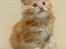 Maine Coon Zoomalude - Tutte nuttet Zooma