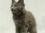Maine Coon Samba Magic - samba hjemme hos sin opdrætter-mor