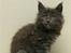 Maine Coon Samba Magic - Samba killingebarn