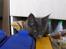 Maine Coon Samba Magic - En rigtig skabsmis