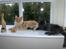 Maine Coon Zoomalude - Zooma og Samba efter de er flyttet ind hos os.