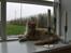 Maine Coon Zoomalude - Zooma fandt hurtigt en yndlingsplads i vinduet.