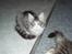 Maine Coon Anakin Skywalker