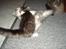 Maine Coon Anakin Skywalker