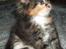 Maine Coon Claire