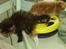Maine Coon Claire
