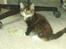 Maine Coon Claire