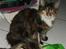 Maine Coon Claire