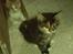 Maine Coon Claire