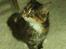 Maine Coon Claire