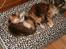 Maine Coon Afrodite