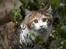 Maine Coon Afrodite