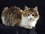 Maine Coon Afrodite
