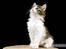 Maine Coon Afrodite